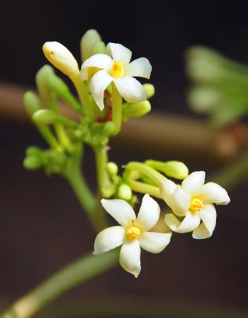 Male Papaya Floral do Hawaii