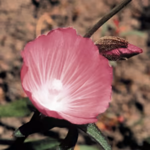 Mallow Floral da Califórnia