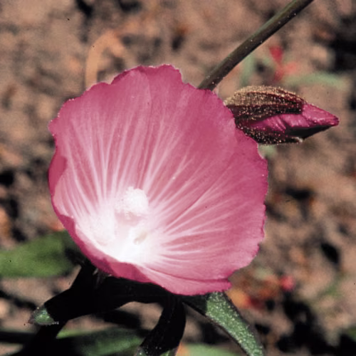 Mallow Floral da Califórnia