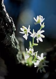 Mamoã Floral da Ararêtama - 15 ml