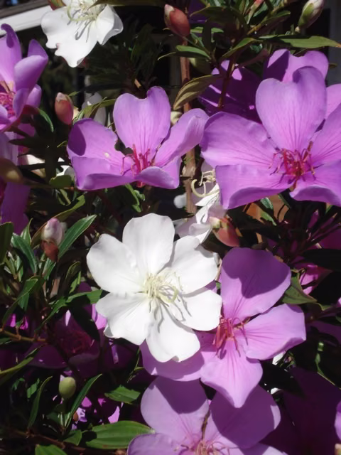 Manacá da Serra Floral de Gaia 10 ml