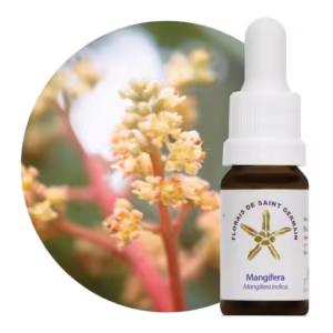Mangífera Floral de Saint Germain 10 ml