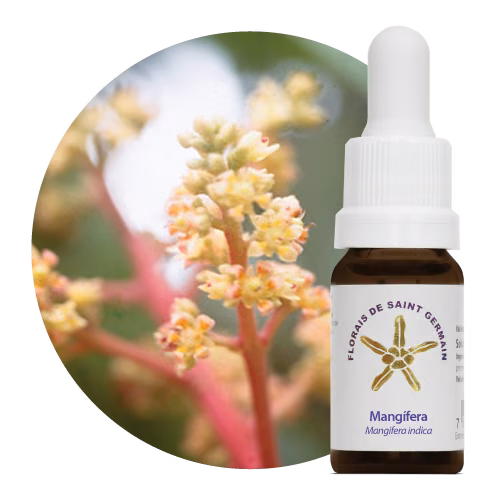 Mangífera Floral de Saint Germain 10 ml