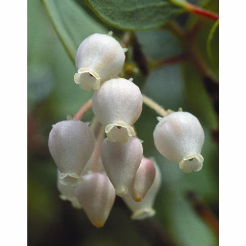 Manzanita Floral da Califórnia 30 ml