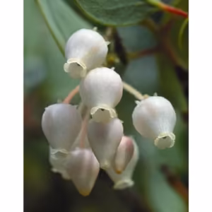 Manzanita Floral da Califórnia