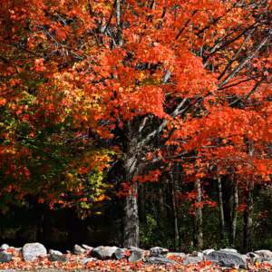 Maple Floral do Pacífico