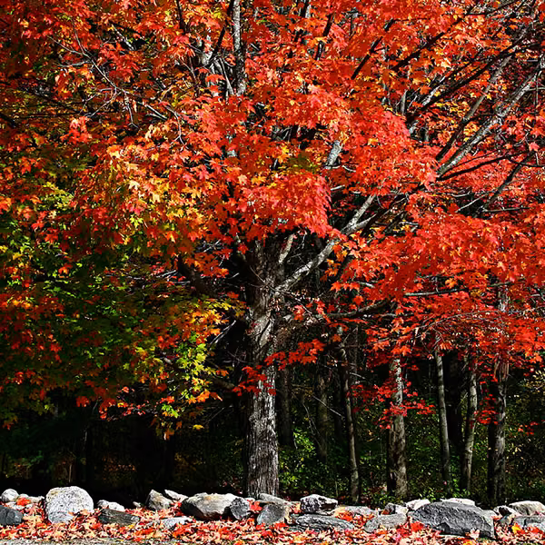 Maple Floral do Pacífico