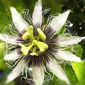 Maracujá Floral de Gaia 10 ml