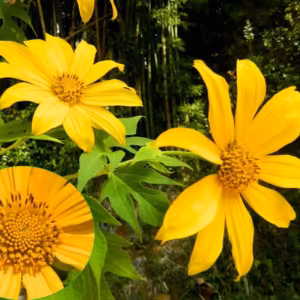 Margaridão Amarelo Floral de Gaia 10 ml