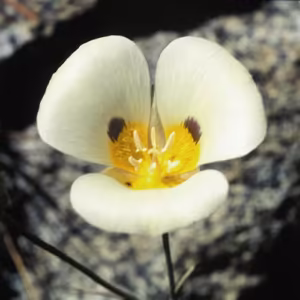 Mariposa Lily Floral Califórnia 30 ml