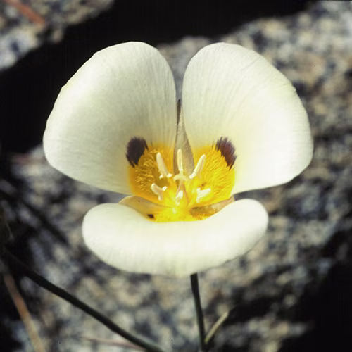 Mariposa Lily Floral Califórnia 30 ml