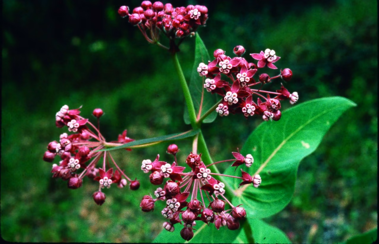 Milkweed Floral da Califórnia - Imagem 2