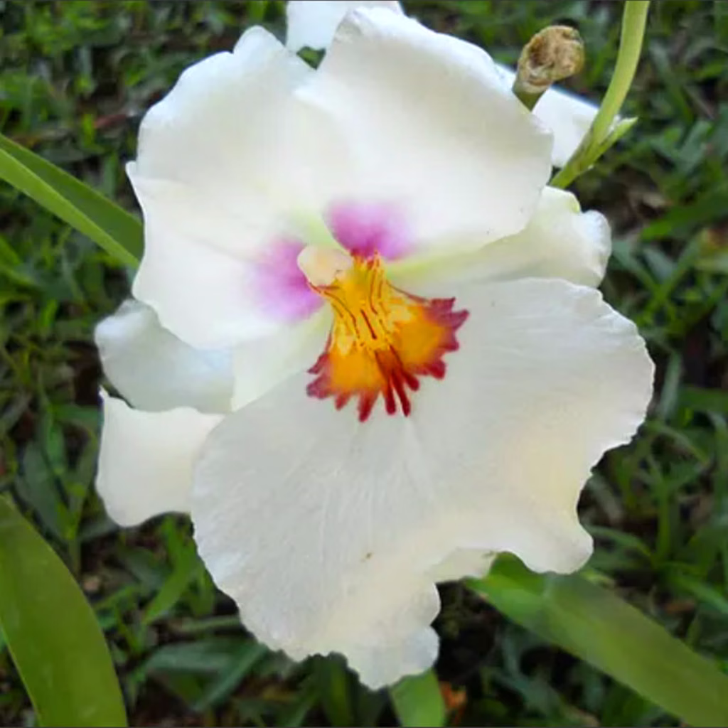 Miltoniopsis Floral de Gaia 10 ml