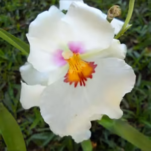 Miltoniopsis Validade Próxima