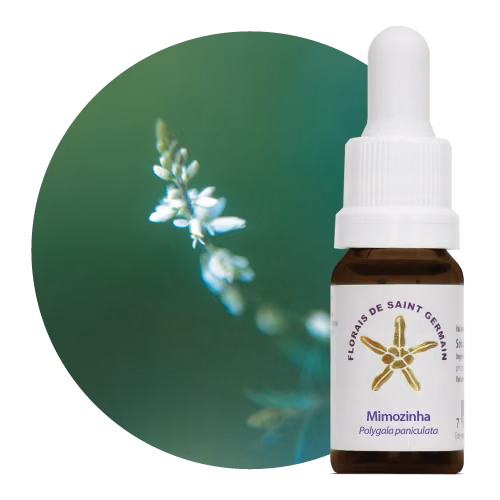 Mimozinha Floral de Saint Germain 10 ml