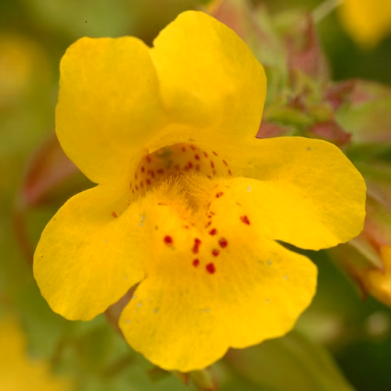 Mimulus Floral de Bach 10 ml