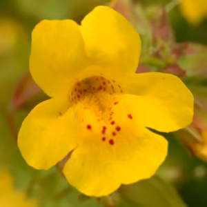 Mimulus Floral de Bach 20 ml