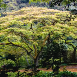 Monkeypod Tree Floral do Hawaii