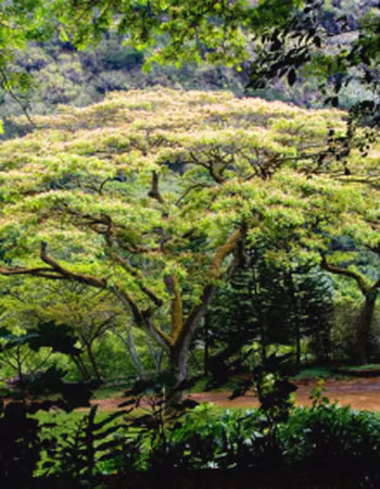 Monkeypod Tree Floral do Hawaii