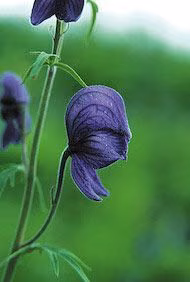 Monkshood Floral do Alaska