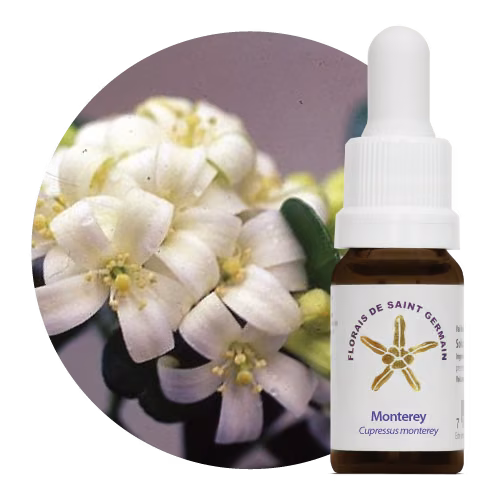Monterey Floral de Saint Germain 10 ml