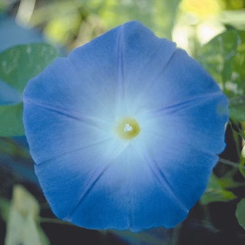 Morning Glory Floral da Califórnia 30 ml