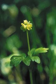 Moschatel Floral do Alaska