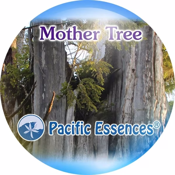 Mother Tree Árvore Mãe Floral do Pacífico 25 ml - Imagem 2