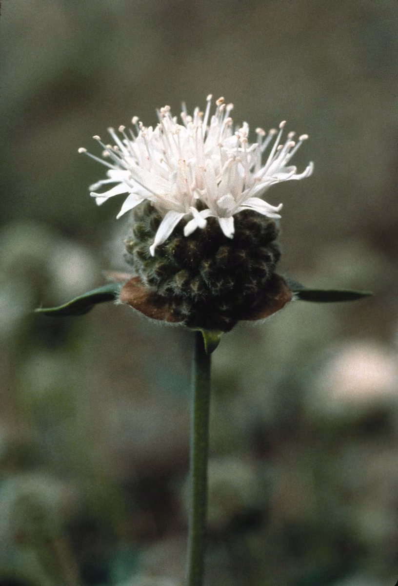 Mountain Pennyroyal Floral da Califórnia - Imagem 2