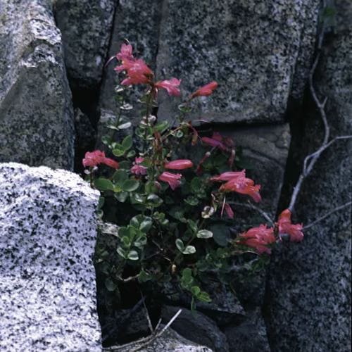 Mountain Pride Floral da Califórnia