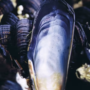 Mussel Essência Marinha do Pacífico
