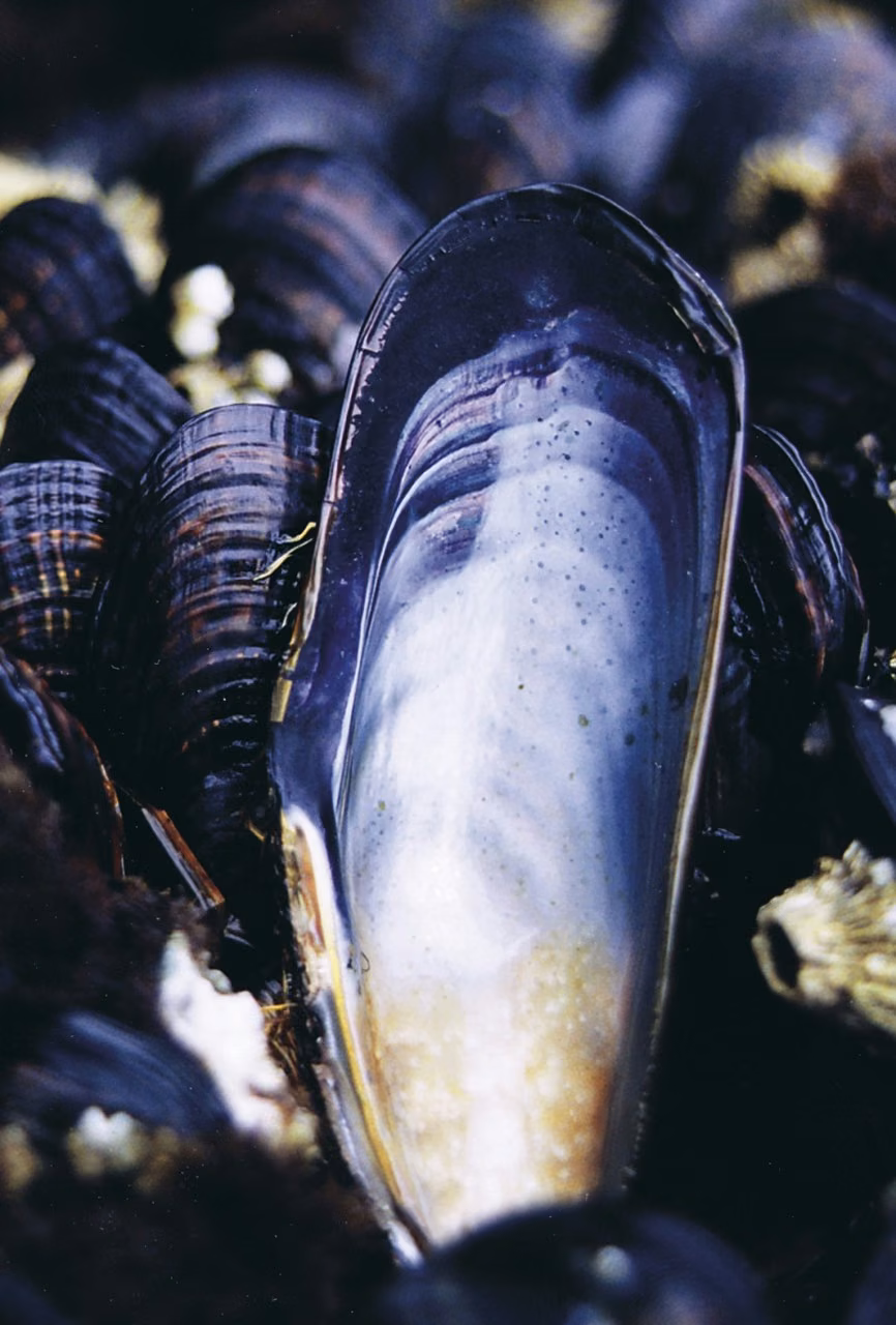 Mussel Essência Marinha do Pacífico