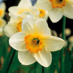 Narcissus Floral do Pacífico