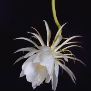Night Blooming Cereus Floral do Hawaii