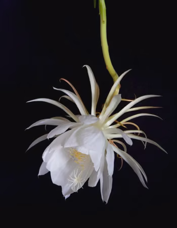 Night Blooming Cereus Floral do Hawaii