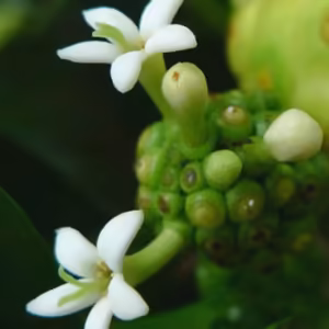Noni Floral do Hawaii