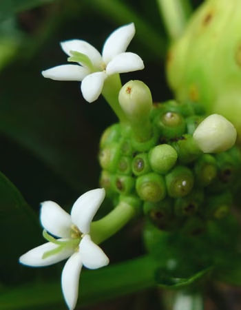 Noni Floral do Hawaii