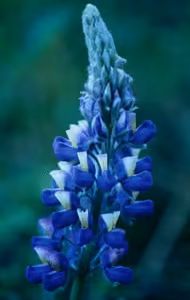 Nootka Lupine Floral do Alaska