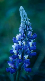 Nootka Lupine Floral do Alaska