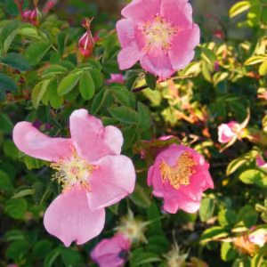 Nootka Rose Floral do Pacífico