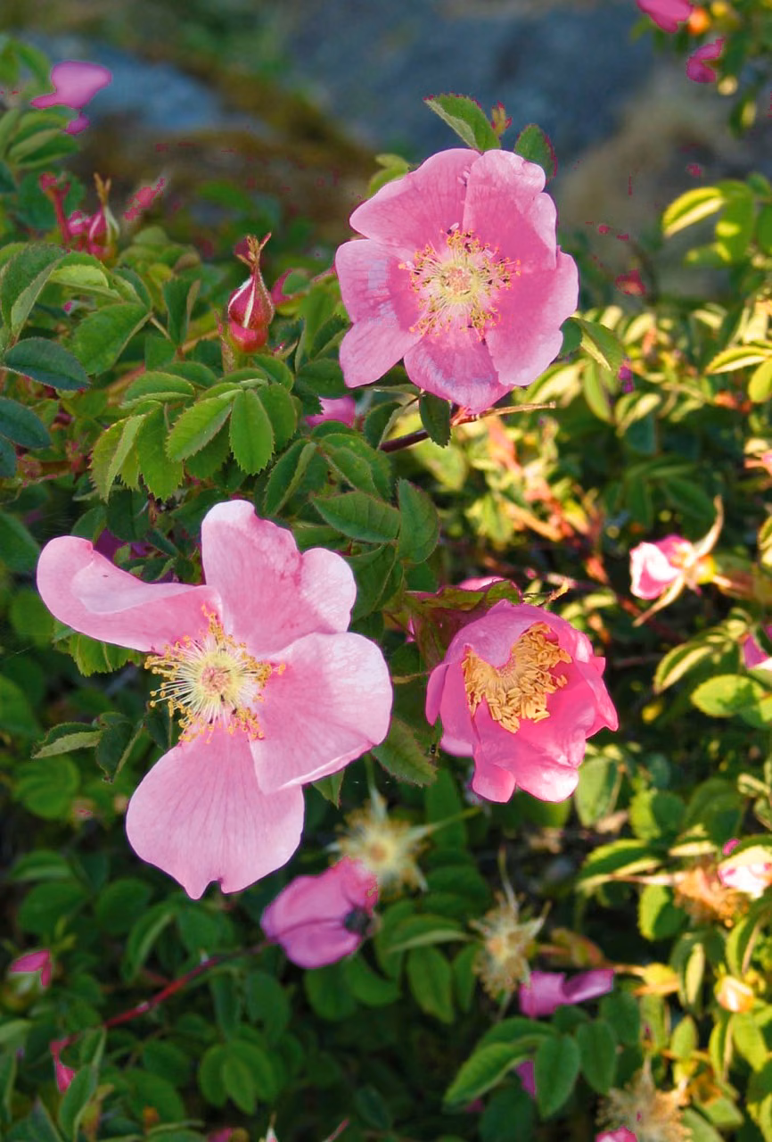 Nootka Rose Floral do Pacífico