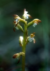 Northern Coral Root Floral do Alaska