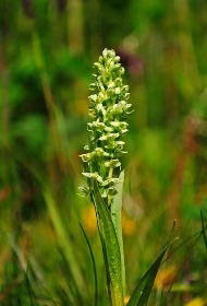 Northern Green Orchid Floral do Alaska
