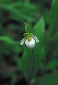 Northern Ladys Slipper Floral do Alaska