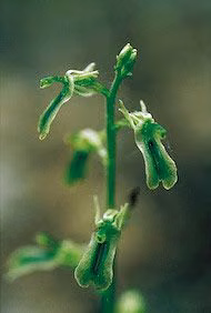 Northern Twayblade Floral do Alaska