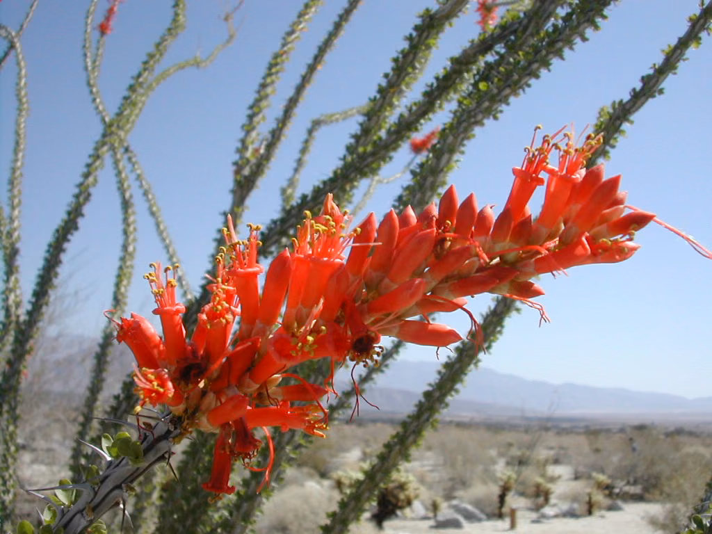 Ocotillo Floral da Califórnia - Imagem 2