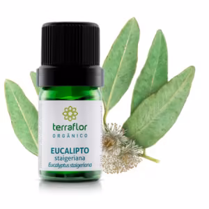 Óleo Essencial Eucalipto Staigeriana 5ml