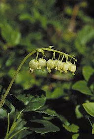 One Sided Wintergreen Floral do Alaska