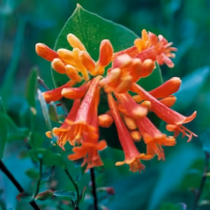 Orange Honeysuckle Floral do Pacífico