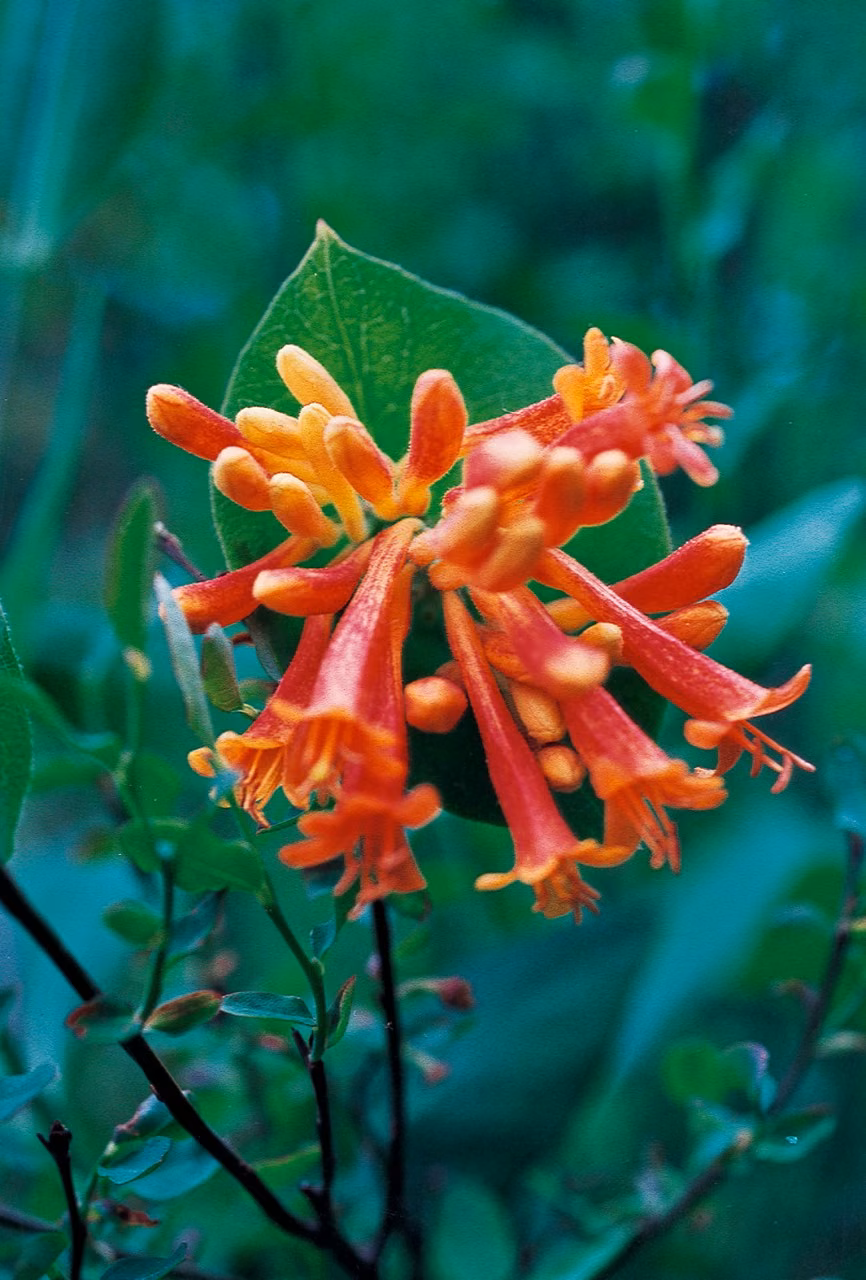Orange Honeysuckle Floral do Pacífico